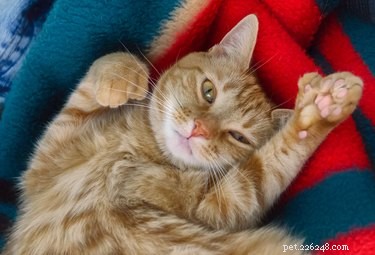 Hoe worden katten met zes tenen genoemd?