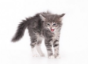 Proč kočky syčí?