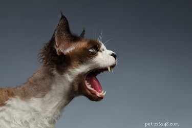 Pourquoi les chats sifflent ?