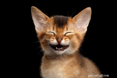猫は笑いますか？ 