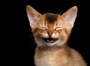 猫は笑いますか？ 