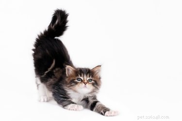 Varför stretchar katter så mycket?