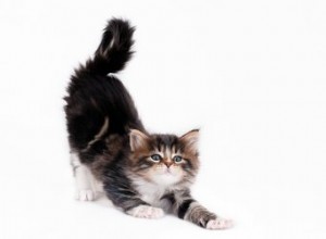 Varför stretchar katter så mycket?
