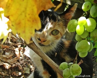 Могут ли кошки есть виноград?