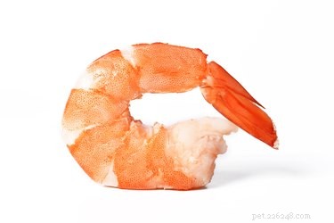 Gatos podem comer camarão?