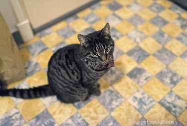 고양이가 양파를 먹을 수 있습니까?