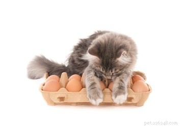 Kunnen katten eieren eten?