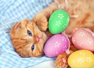 고양이는 계란을 먹을 수 있습니까?