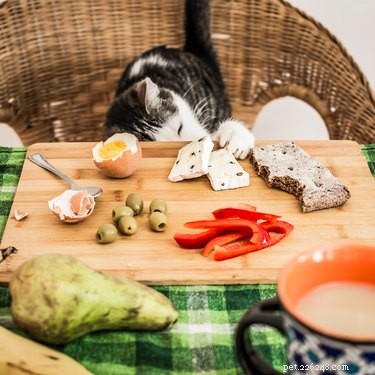 Mohou kočky jíst sýr?