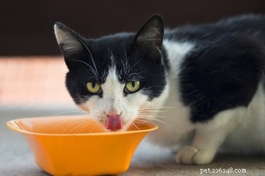 I gatti possono mangiare patate dolci?