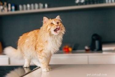 猫はじゃがいもを食べることができますか？ 