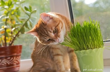 Varför äter katter gräs?