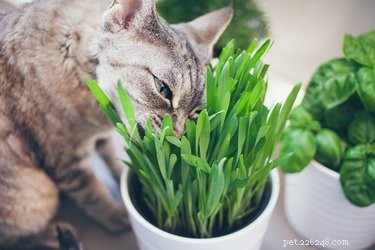 Por que os gatos comem grama?