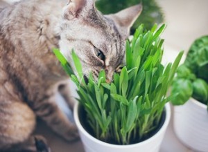 Почему кошки едят траву?