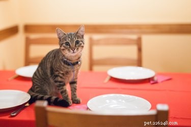 Как держать кошек подальше от стола