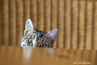 Как держать кошек подальше от стола
