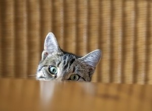 Jak udržet kočky mimo stůl