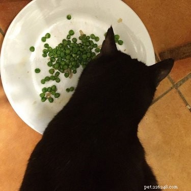 I gatti possono mangiare i piselli?