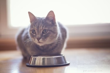 고양이는 밥을 먹을 수 있습니까?