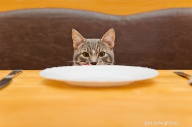 Могут ли кошки есть рис?
