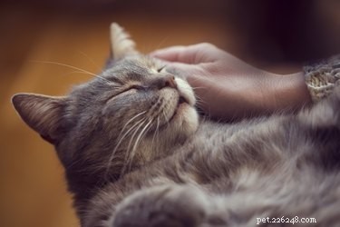 O que é spray calmante para gatos?