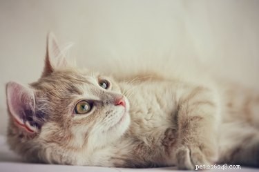 猫の心を落ち着かせるスプレーとは何ですか？ 