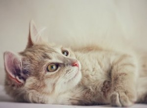 고양이 진정 스프레이란 무엇입니까?