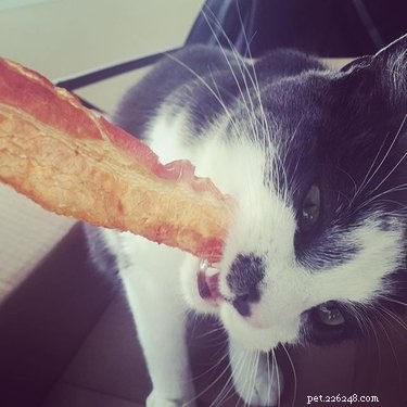 고양이는 베이컨을 먹을 수 있습니까?