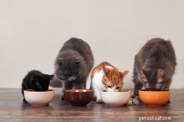 Cosa mangiano i gatti?