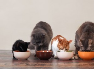 O que os gatos gostam de comer?