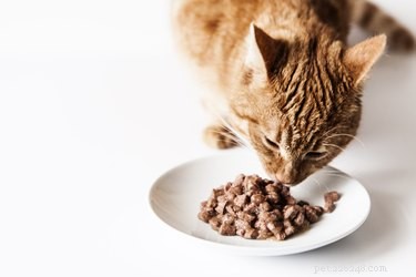Co kočky rády jedí?
