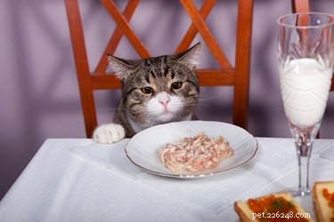 Co kočky rády jedí?