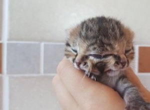 Un chat né avec deux visages défie tous les pronostics