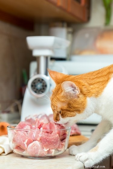 Kunnen katten varkensvlees eten?