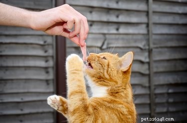 猫はハムを食べることができますか？ 
