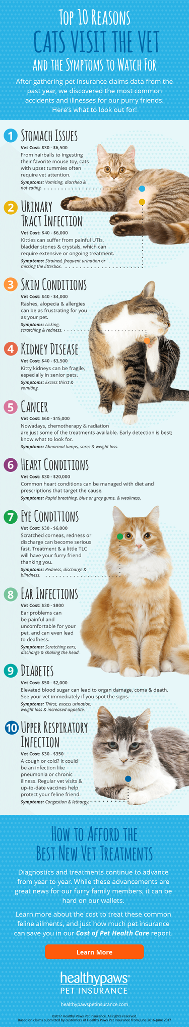 Top 10 anledningar till att katter besöker veterinären