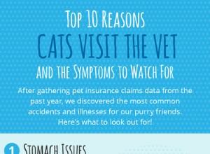 Les 10 principales raisons pour lesquelles les chats visitent le vétérinaire