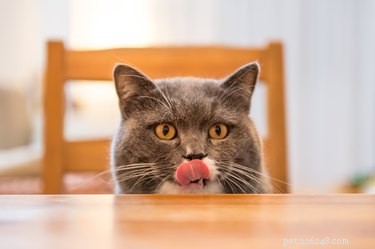Kunnen katten kippenbotten eten?