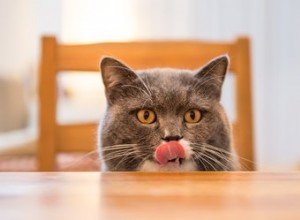 Les chats peuvent-ils manger des os de poulet ?