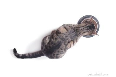I gatti possono mangiare il tacchino?