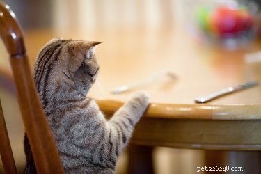 I gatti possono mangiare il tacchino?