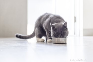 I gatti possono mangiare la zucca?