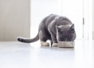 Gatos podem comer abóbora?