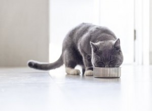 猫はカボチャを食べることができますか？ 