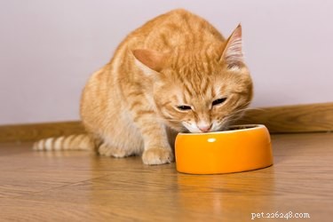 Kunnen katten pompoen eten?