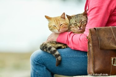 Skulle katter hellre vara ensamma?