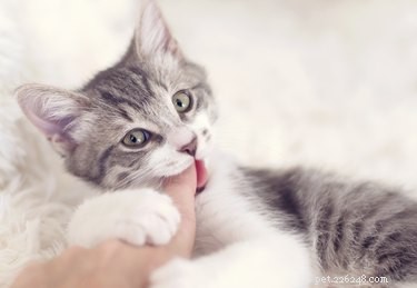 Hoe u kunt voorkomen dat katten en kittens mensen bijten
