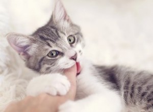 Como impedir que gatos e gatinhos mordam pessoas