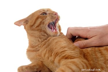 Как отучить кошек и котят кусать людей