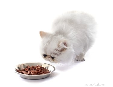 Perché il mio gatto non mangia?